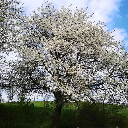 Schrauts Unwesen Lägenhet *