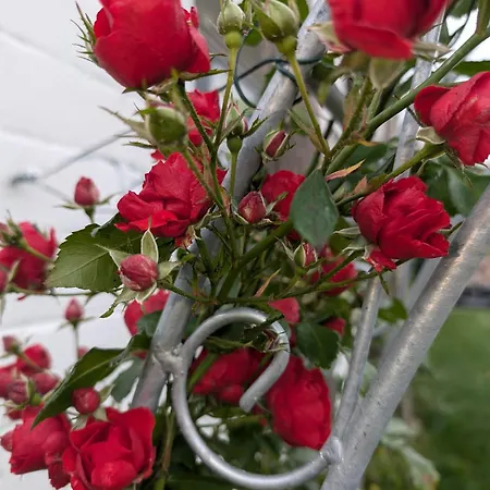 Schrauts Unwesen شقة *