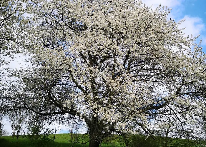 Schrauts Unwesen Apartament *