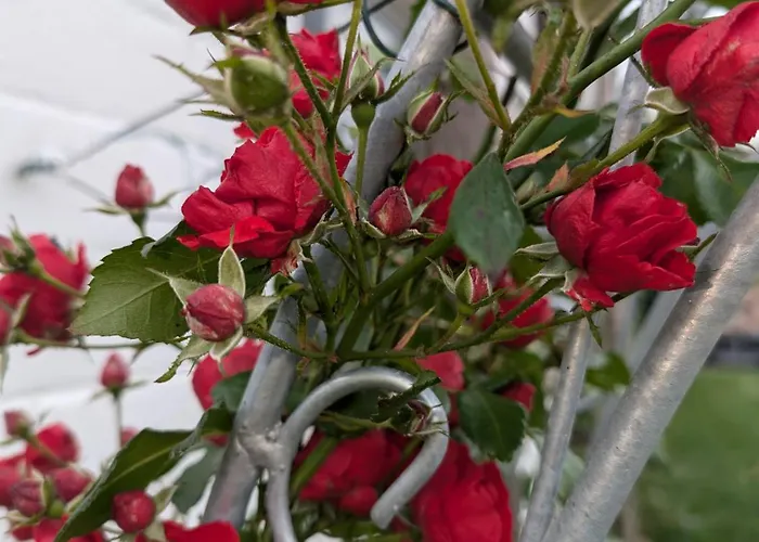 Schrauts Unwesen Apartament *